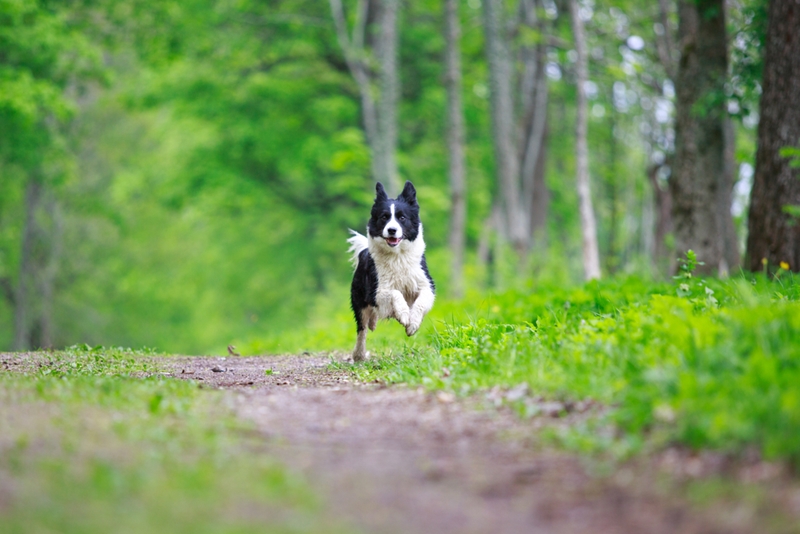 One of Australia's most popular dogs, border collies are heavy shedders.